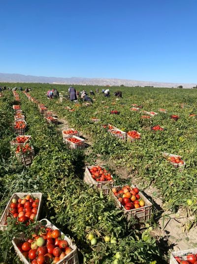 فروش گوجه فرنگی