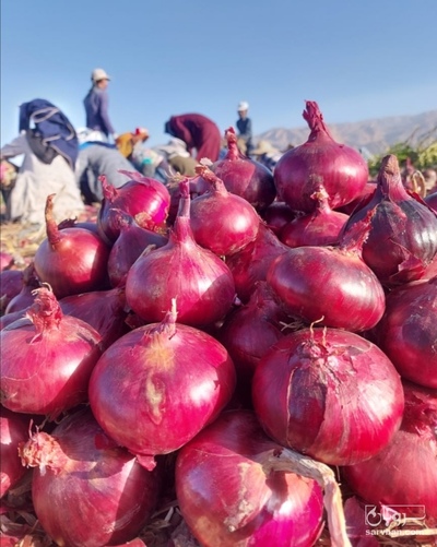 فروش پیاز قرمز