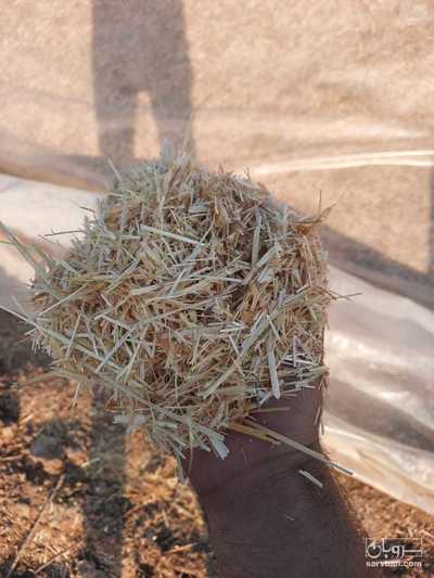 فروش کاه و کلش گندم