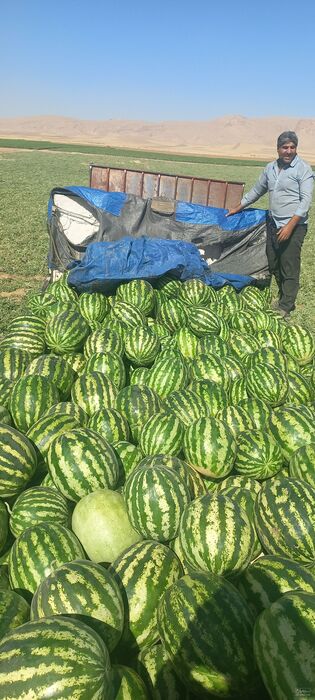 فروش هندوانه