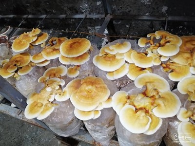 فروش قارچ گانودرامای