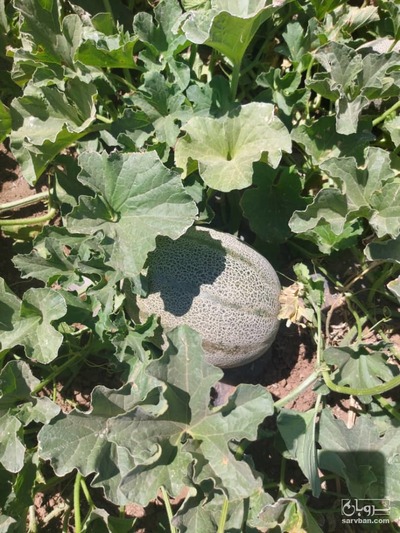 فروش خربزه جانا