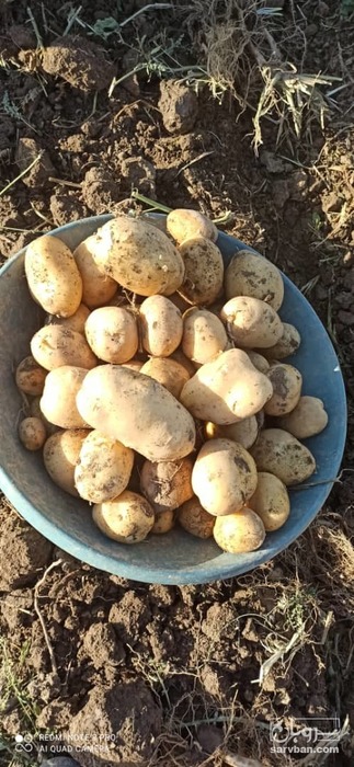 فروش سیب زمینی