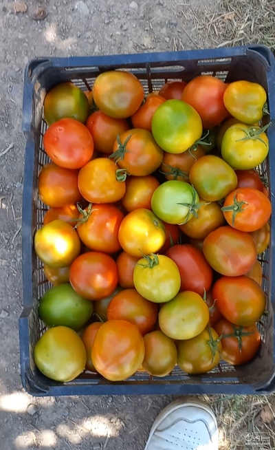 فروش گوجه فرنگی