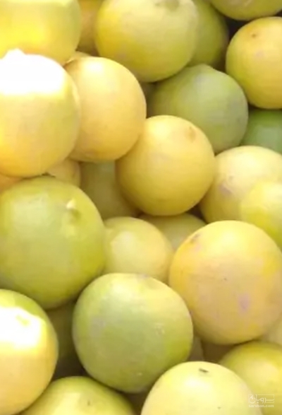 فروش لیمو شیرین