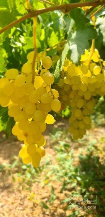 فروش انگور عسگری