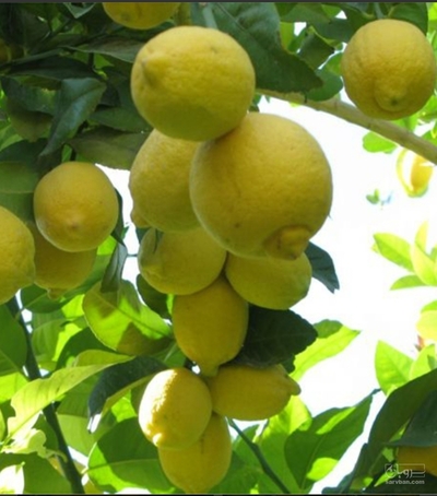 فروش لیمو شیرین