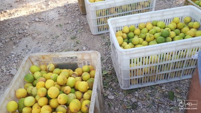 فروش لیمو ترش