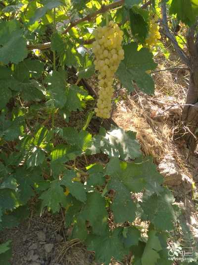 فروش انگور بی دانه