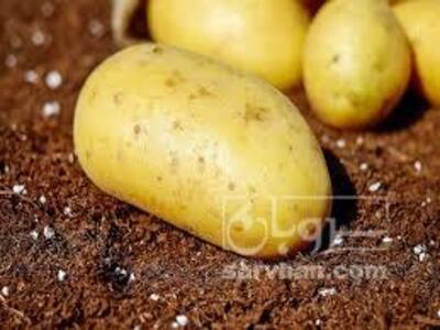 فروش سیب زمینی  بذری