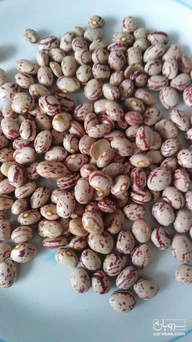 فروش لوبیا چیتی