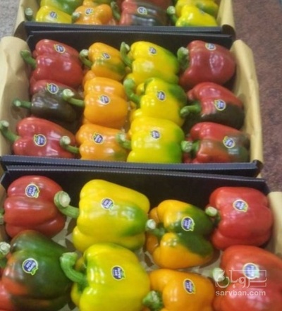 فروش فلفل دلمه ای رنگی