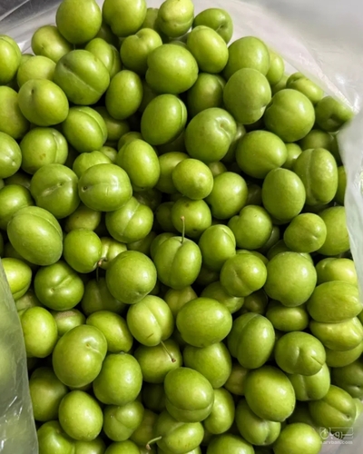 فروش گوجه سبز