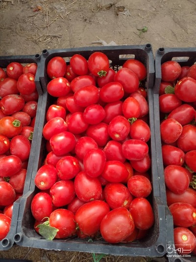 فروش گوجه فرنگی