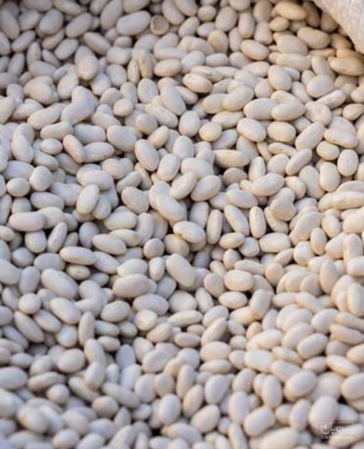 فروش لوبیا سفید