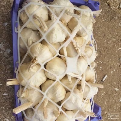 فروش سیر خشک صادراتی