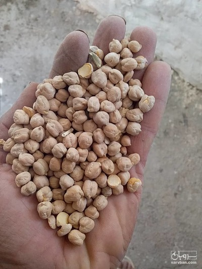 فروش نخود