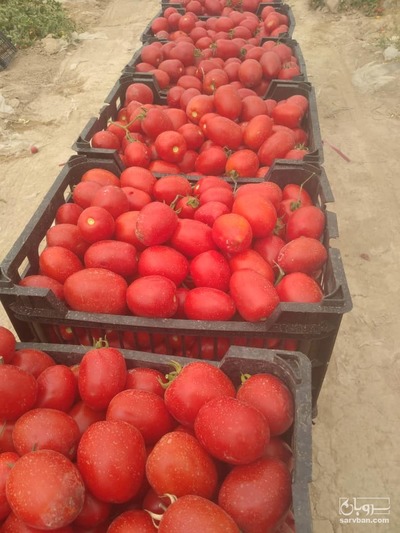 فروش گوجه فرنگی