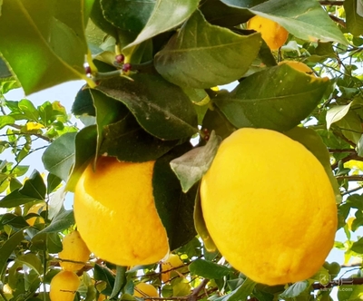 فروش لیموترش