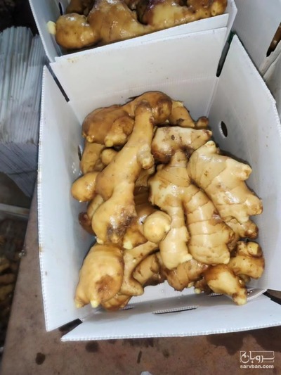 فروش زنجبیل