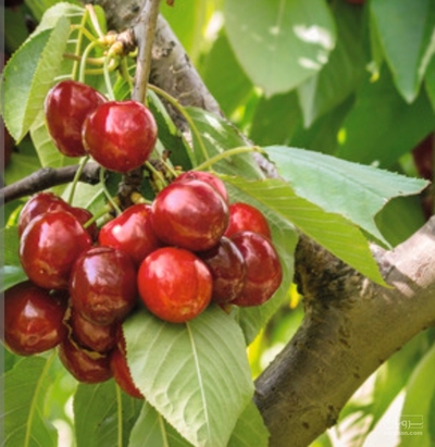 فروش گیلاس 2