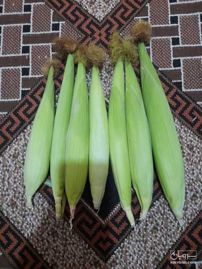 فروش ذرت علو فه ای