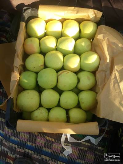 فروش سیب زرد