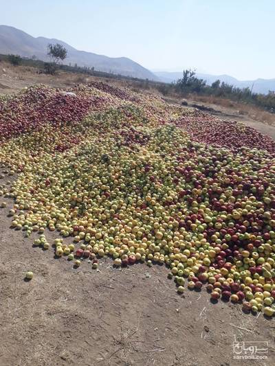 فروش سیب پای درختی
