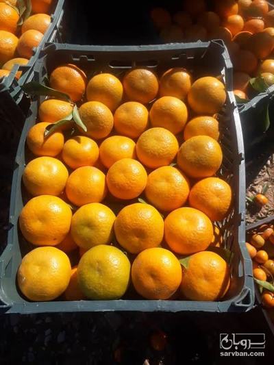 فروش نارنگی