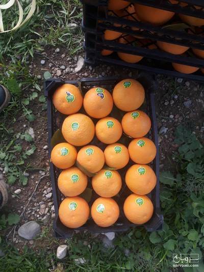 فروش پرتقال