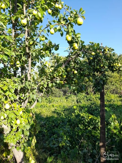 فروش سیب