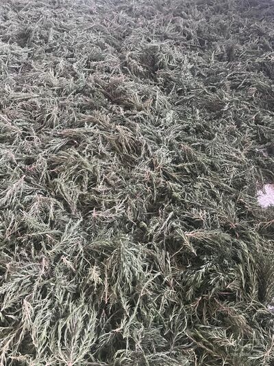 فروش رزماری (گیاه‌ دارویی)