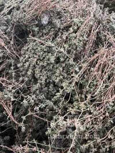 فروش آویشن خشک (گیاه‌ دارویی)