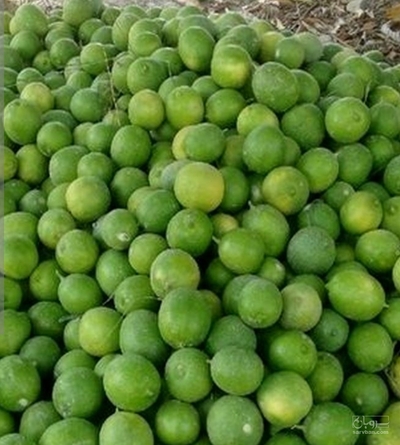 فروش لیموترش