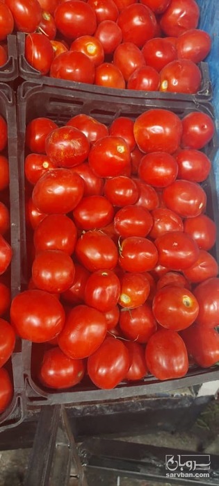 فروش گوجه فرنگی