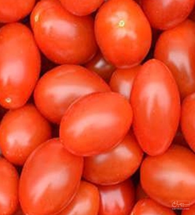 فروش گوجه فرنگی