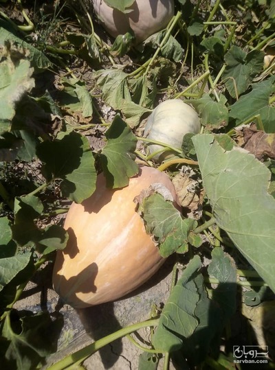 فروش کدو تنبل