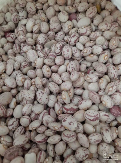فروش لوبیا چیتی