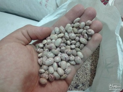 فروش لوبیا چیتی