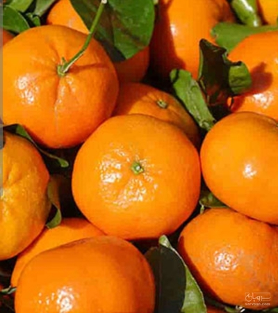 فروش نارنگی