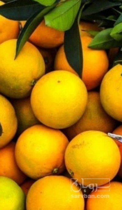 فروش نارنگی