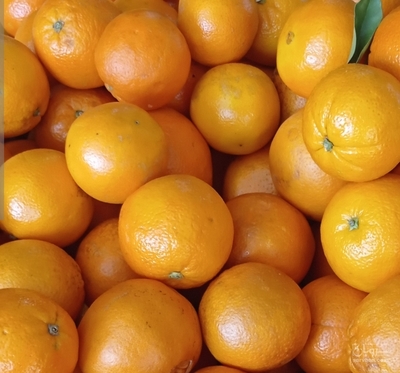فروش پرتقال