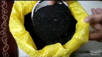 فروش سیاهدانه