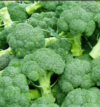 فروش کلم بروکلی