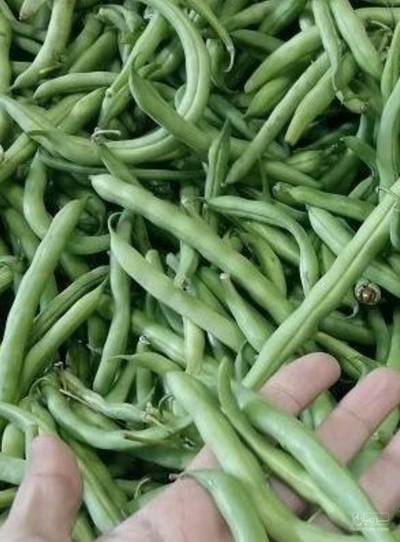 فروش لوبیا سبز