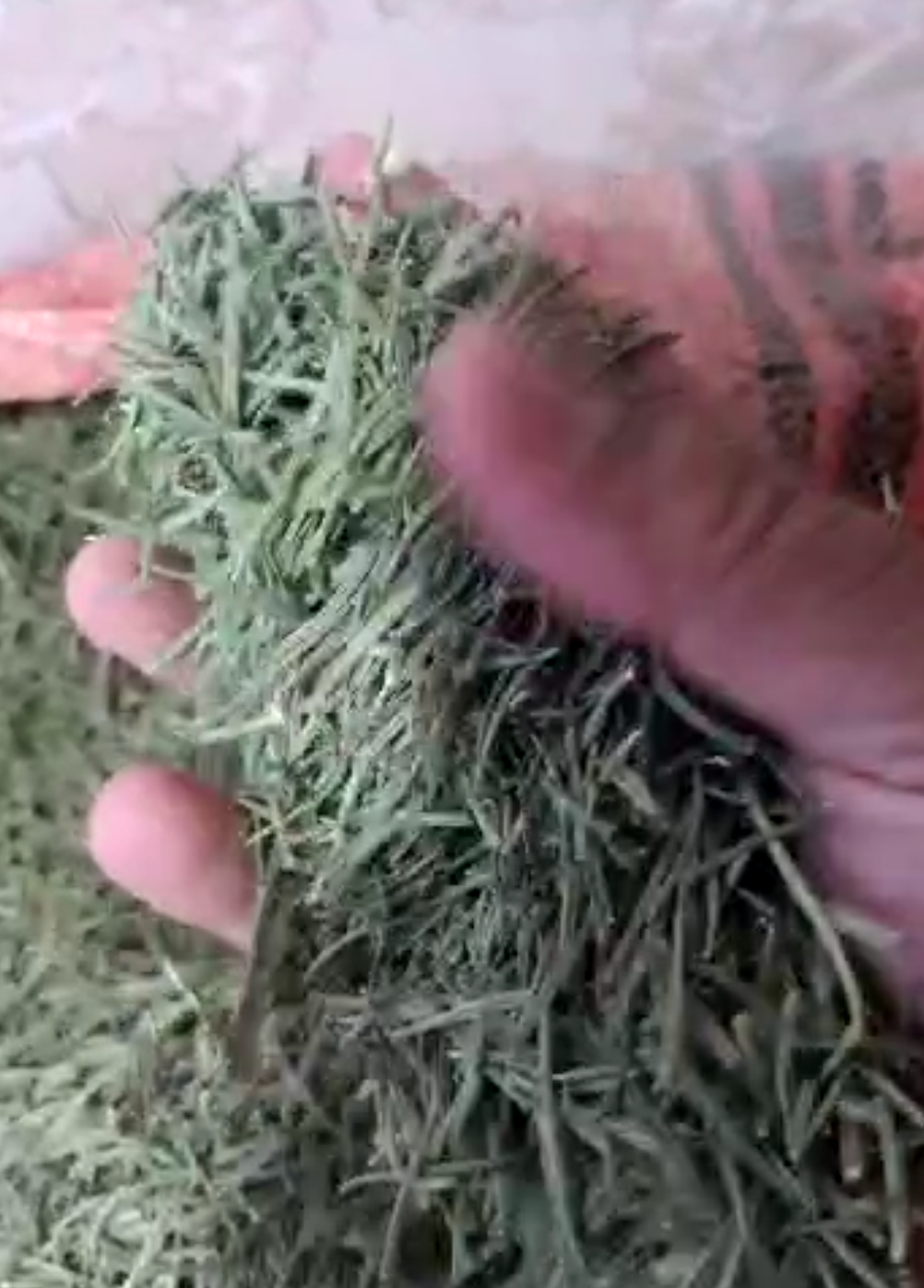 فروش رزماری