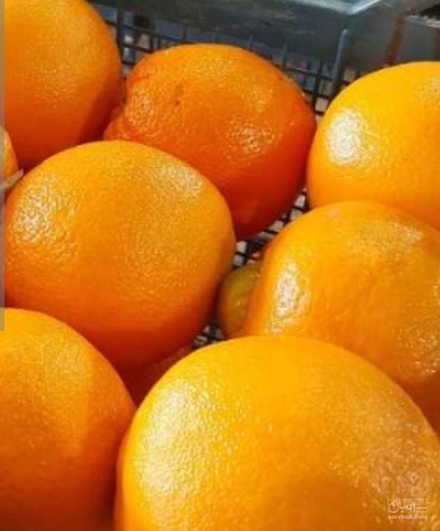 فروش پرتقال