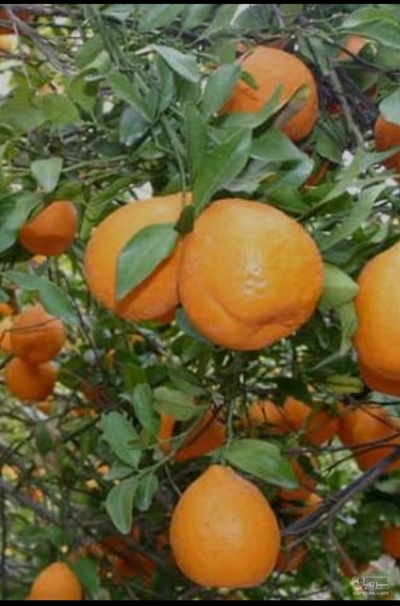 فروش نارنگی