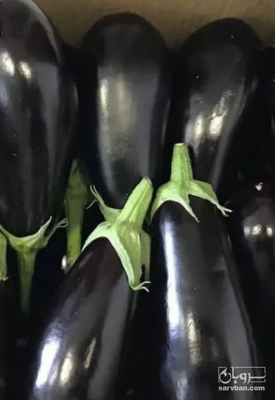 فروش بادمجان لامپی