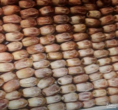 فروش خرما زاهدی